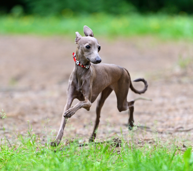Greyhound
