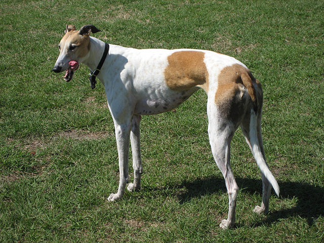 Greyhound 2