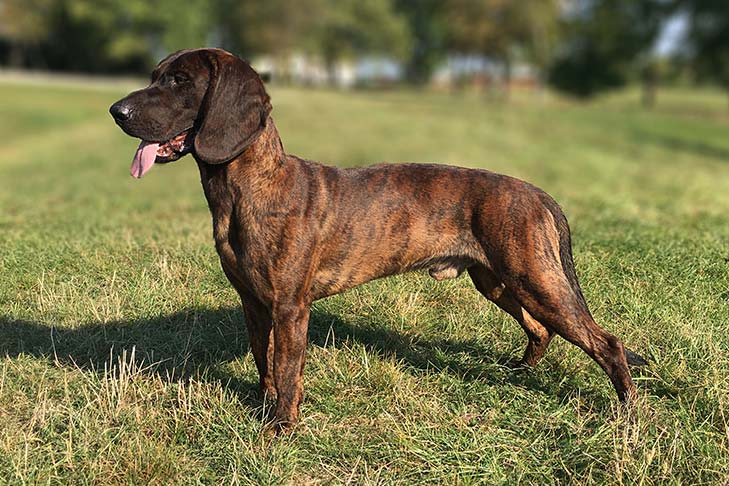 Hanoverian Scenthound 1
