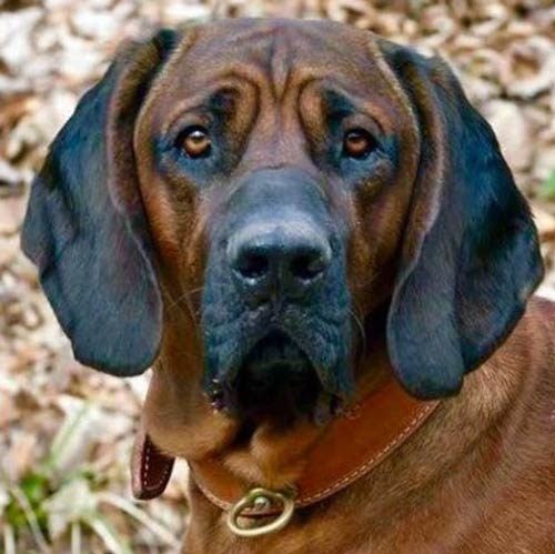 Hanoverian Scenthound 2