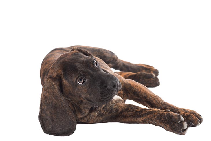 Hanoverian Scenthound 3