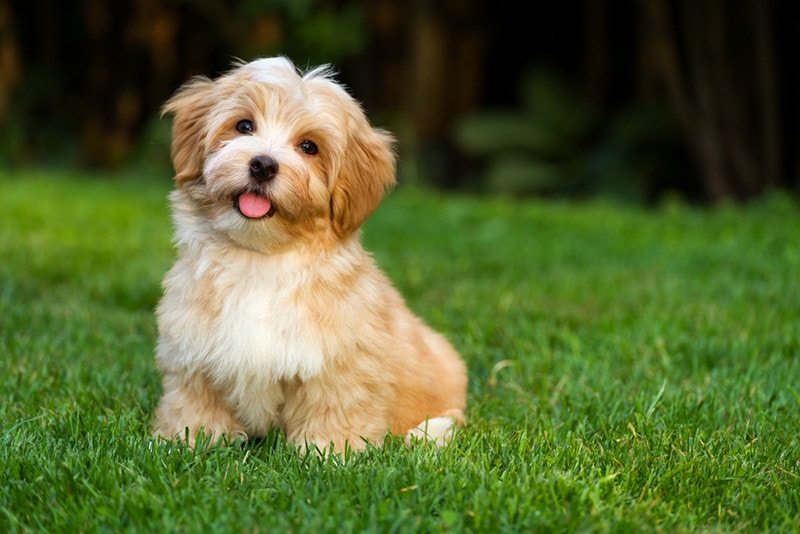 Havanese 1