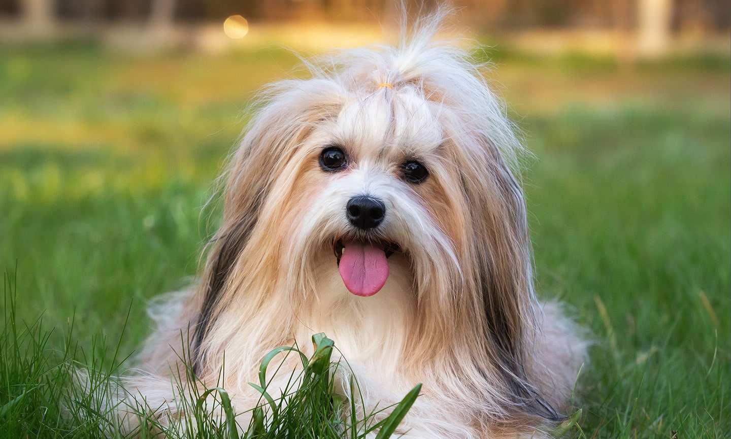 Havanese 2