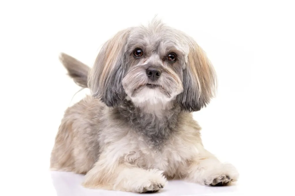 Havanese 3