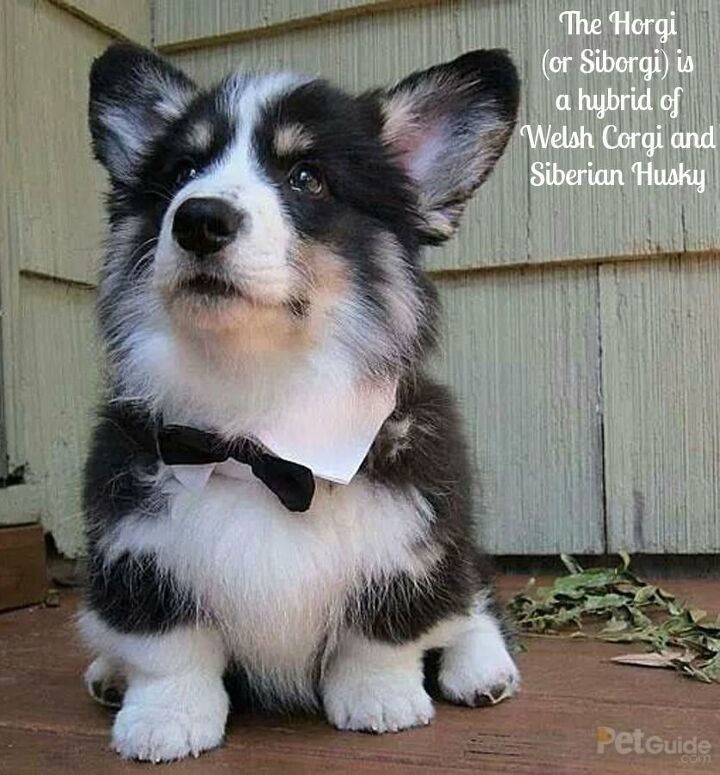 Horgi 2