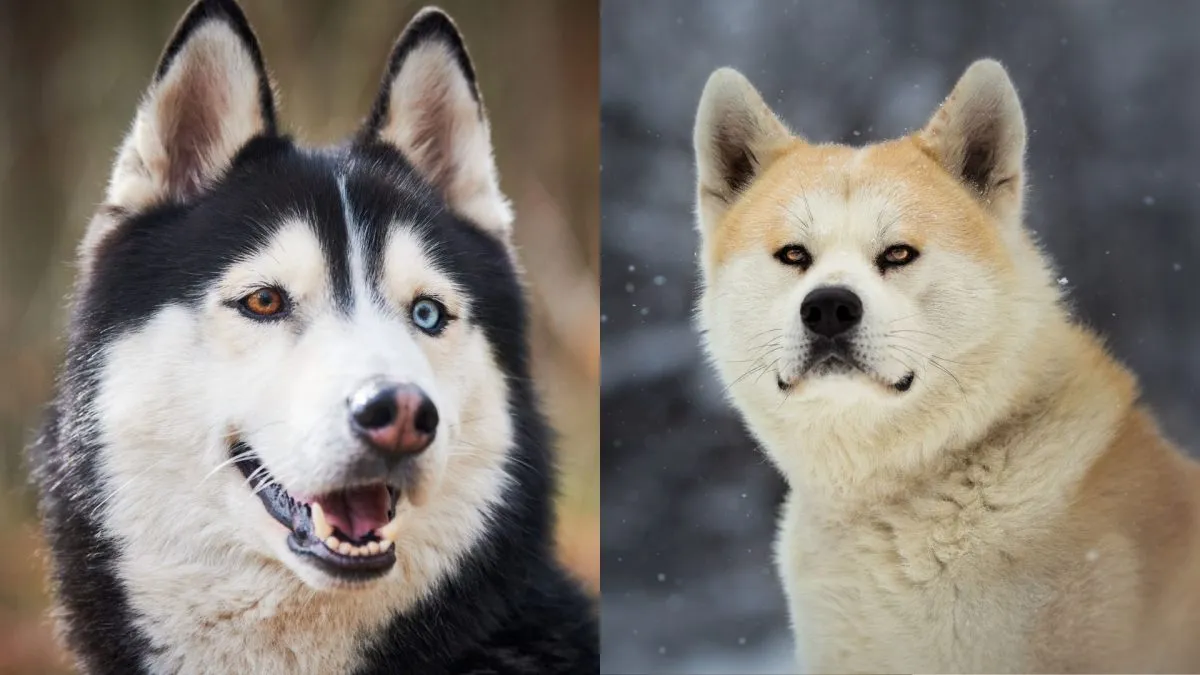 Huskita 1