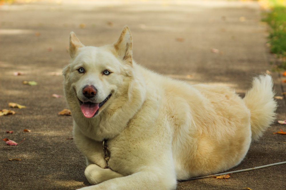 Huskita 2