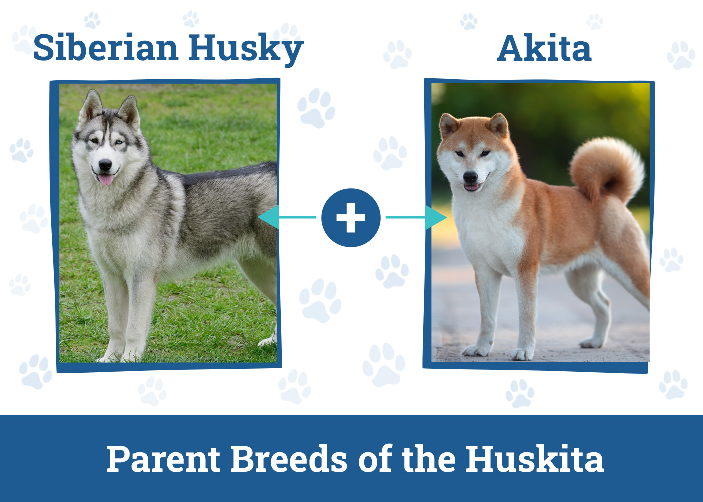 Huskita 3