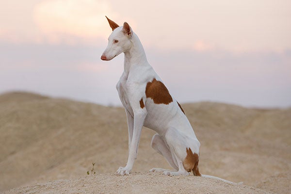 Ibizan Hound 1