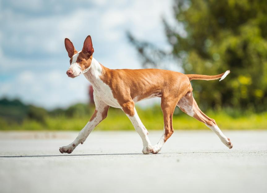 Ibizan Hound 2