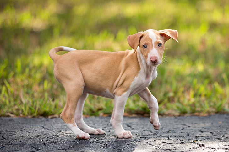 Ibizan Hound 3