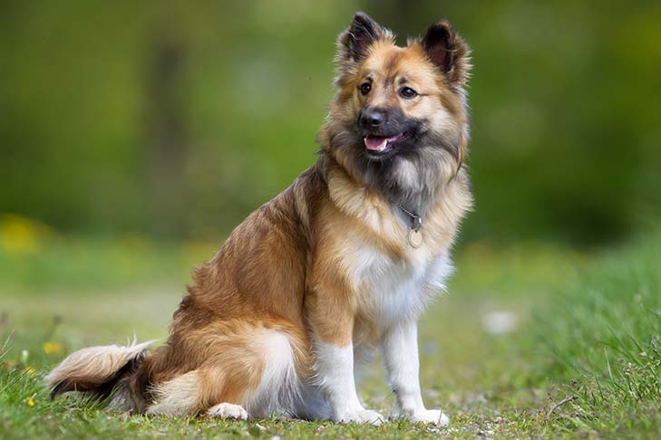 Icelandic Sheepdog 1