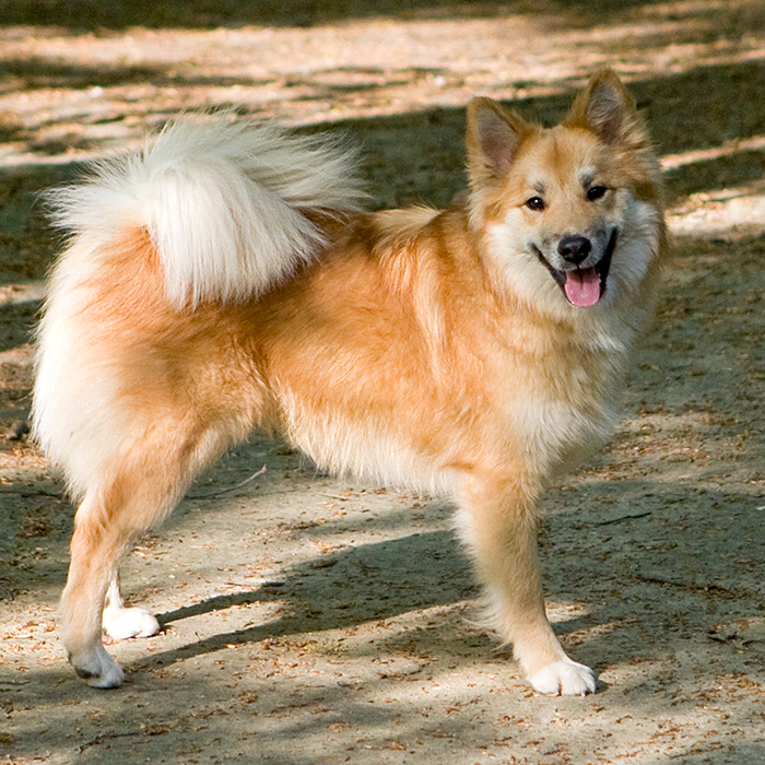Icelandic Sheepdog 2