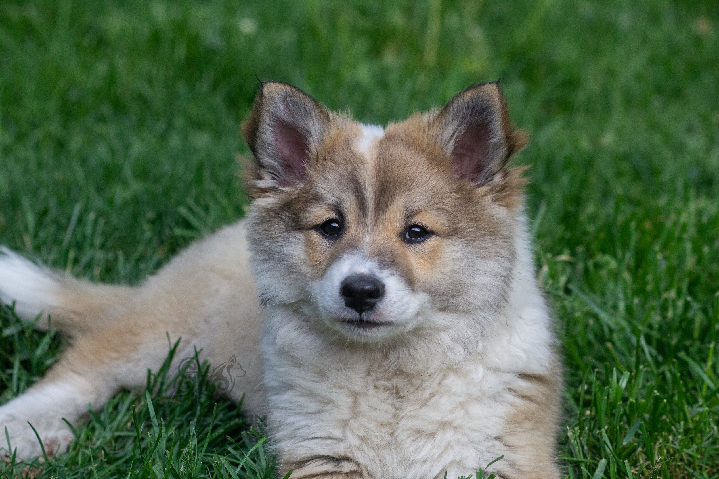 Icelandic Sheepdog 3