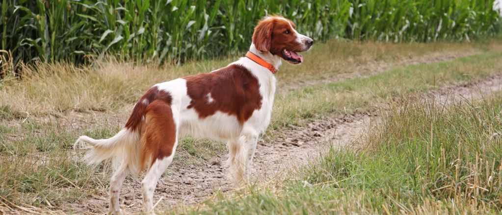 Irish Red And White Setter 1
