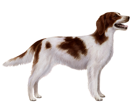 Irish Red And White Setter 2