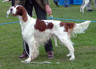 Irish Red And White Setter 3