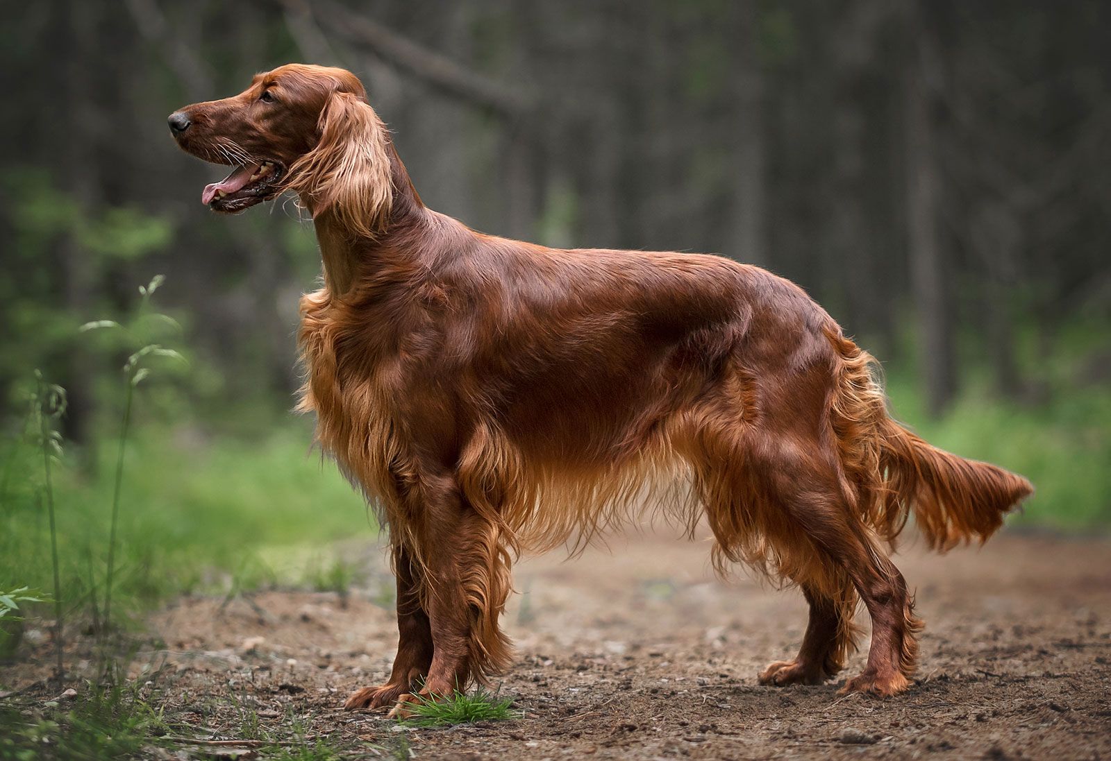 Irish Setter 1