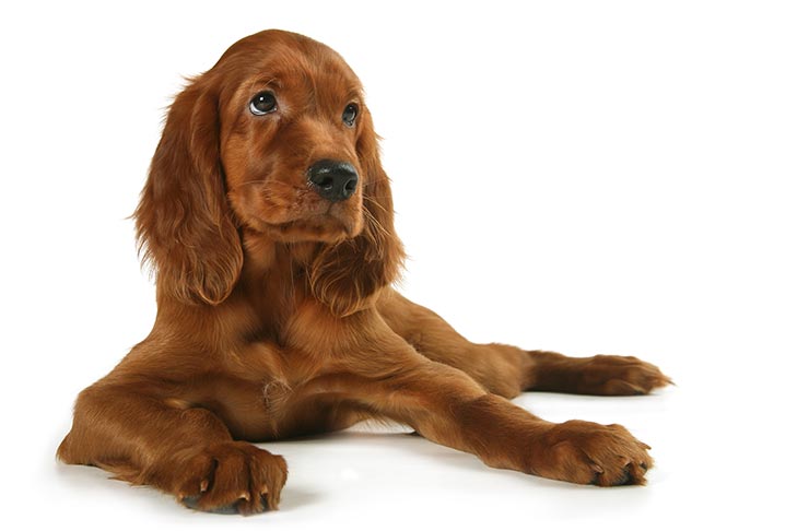 Irish Setter 2
