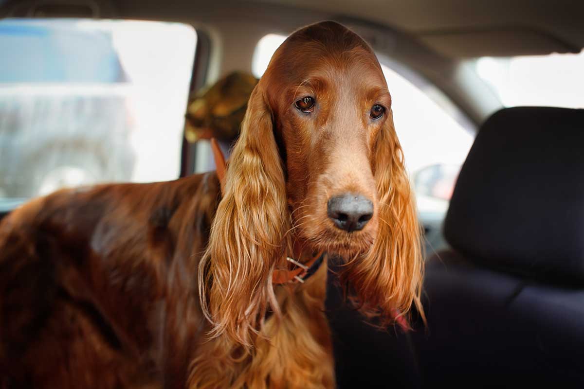 Irish Setter 3