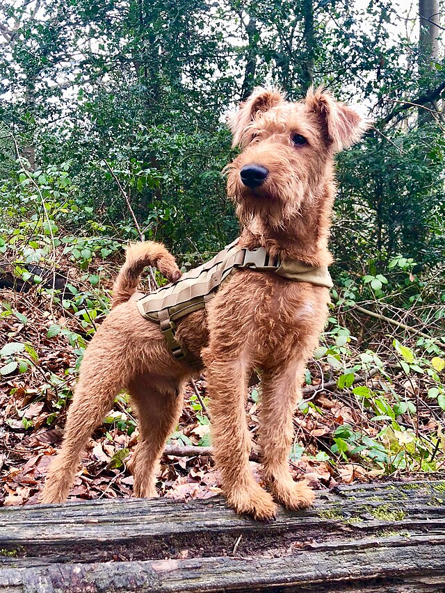 Irish Terrier 1