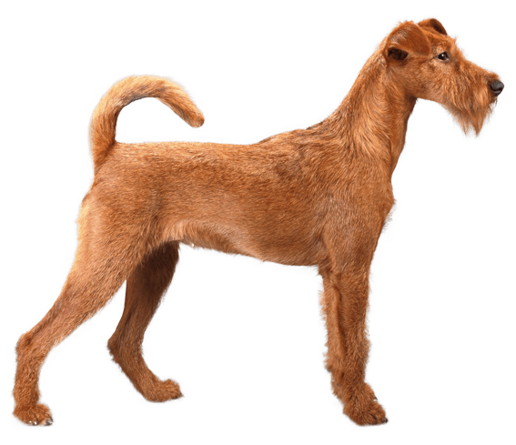 Irish Terrier 2