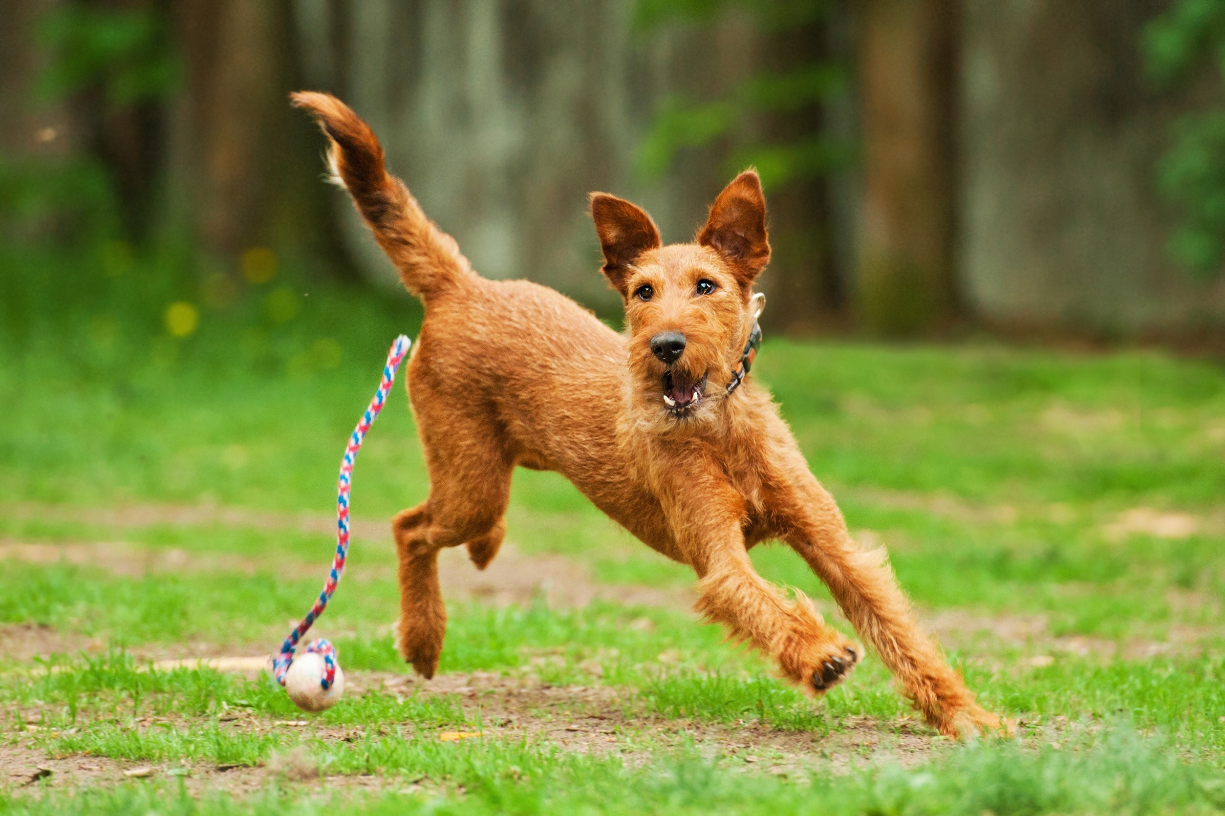 Irish Terrier 3