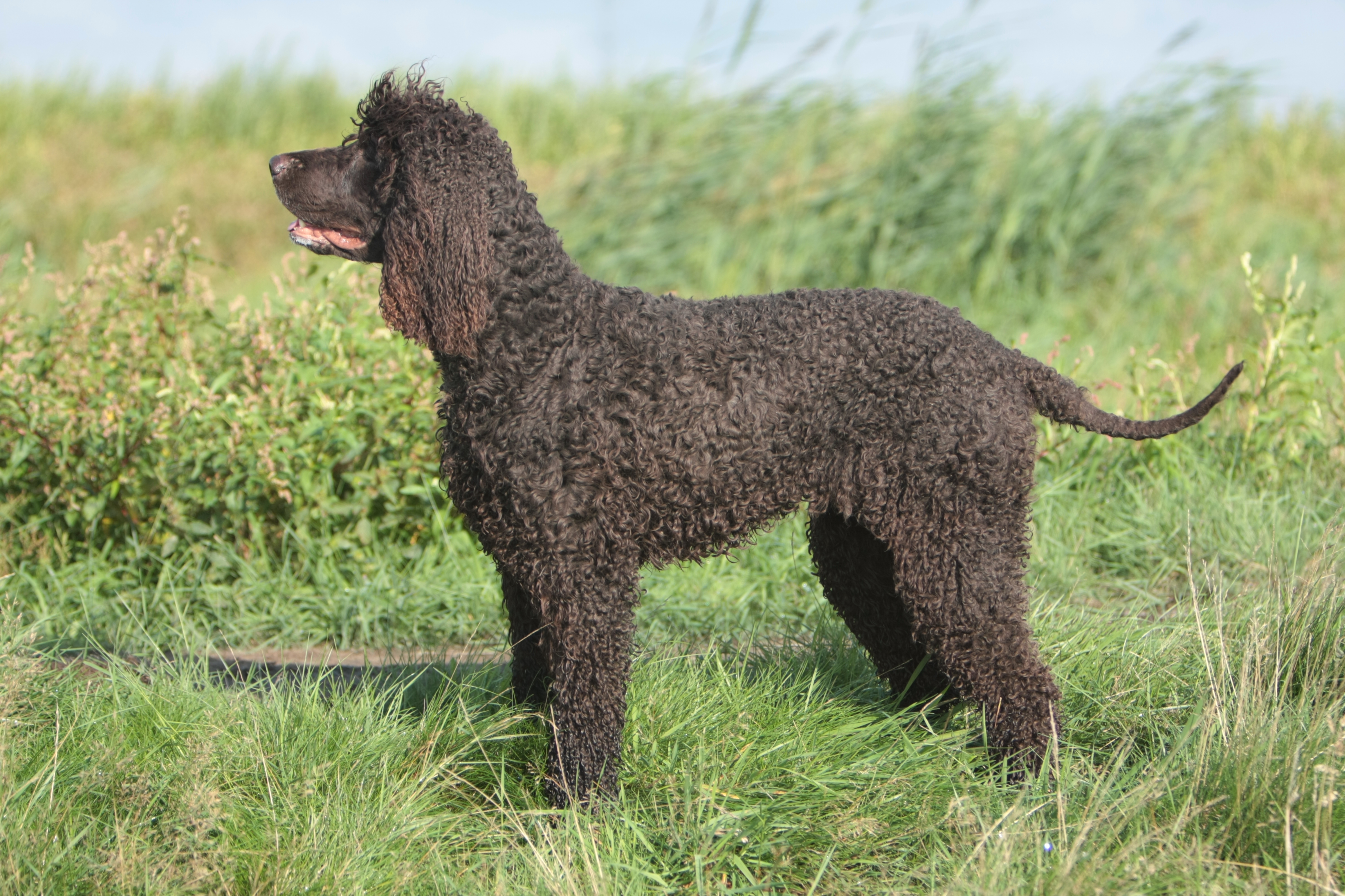 Irish Water Spaniel 1