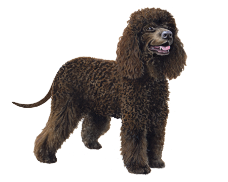 Irish Water Spaniel 2