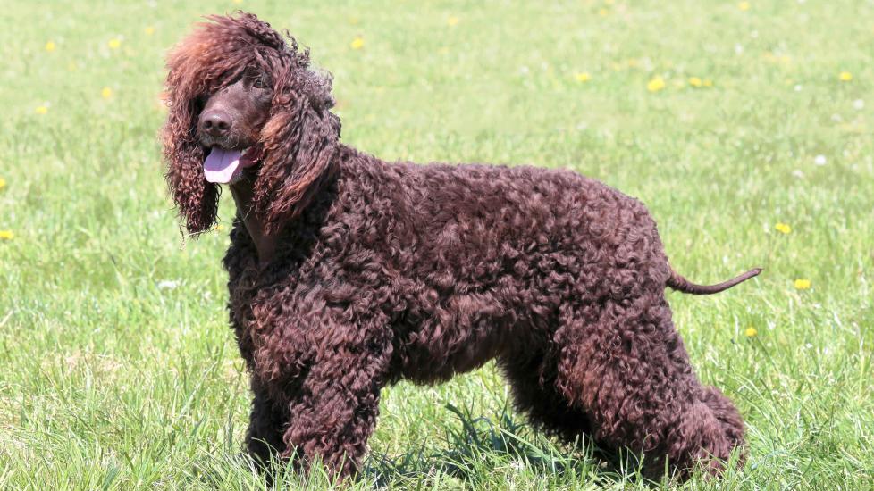 Irish Water Spaniel 3