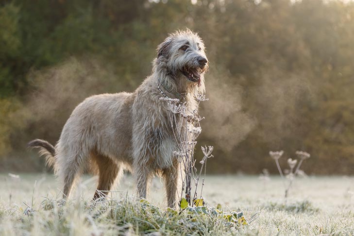 Irish Wolfhound 1