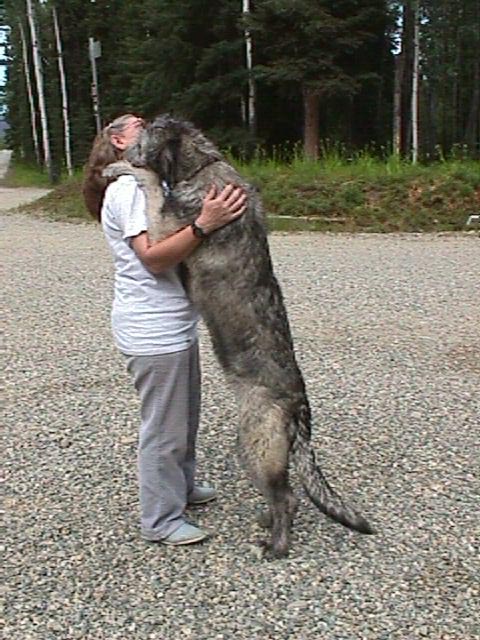 Irish Wolfhound 2