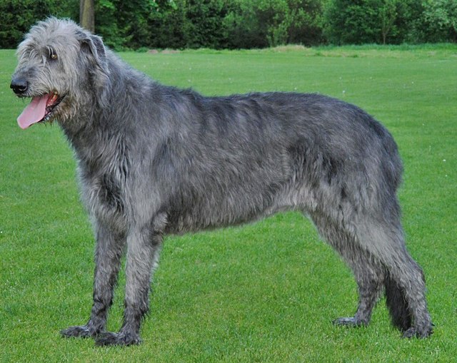 Irish Wolfhound 3
