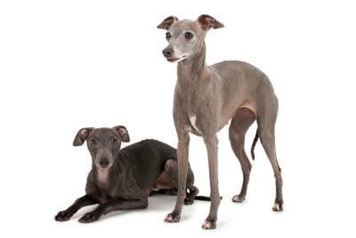 Italian Greyhound 2