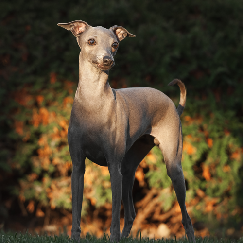 Italian Greyhound 3