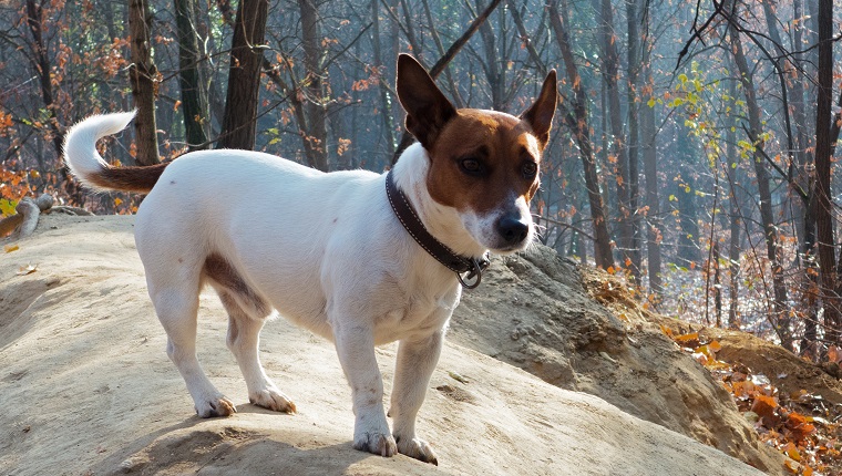 Jack Chi 1
