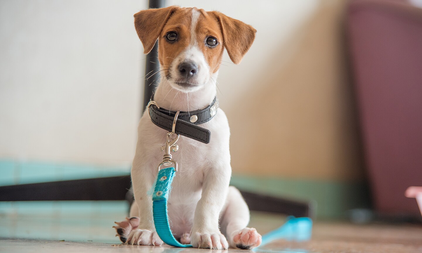 Jack Russell Terrier 2
