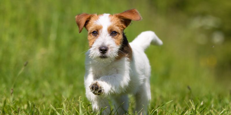 Jack Russell Terrier 3