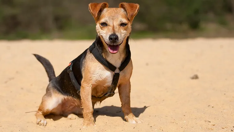 Jackshund 1