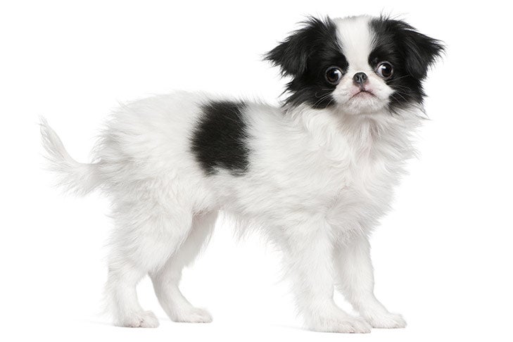 Japanese Chin 1