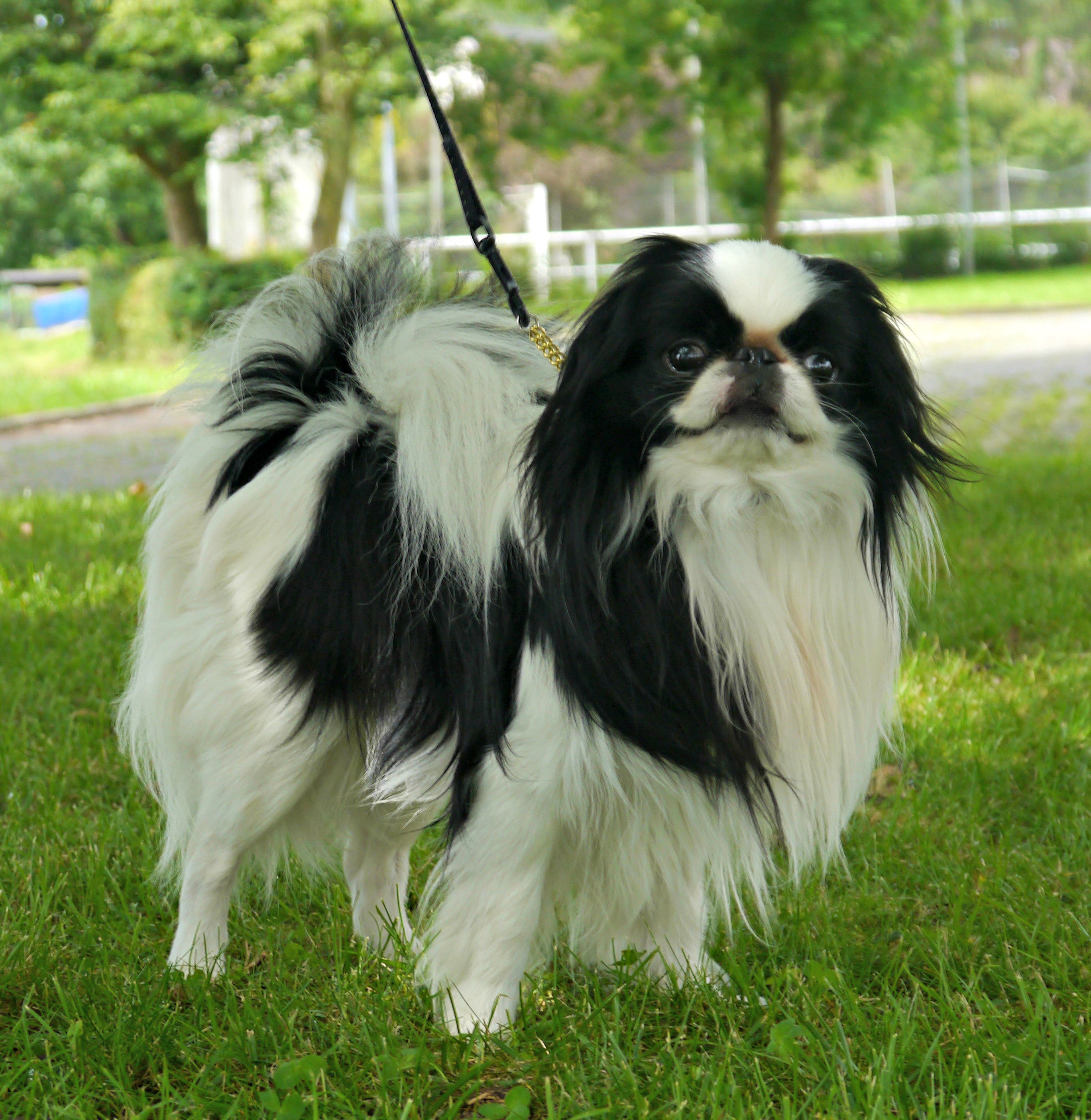 Japanese Chin 2