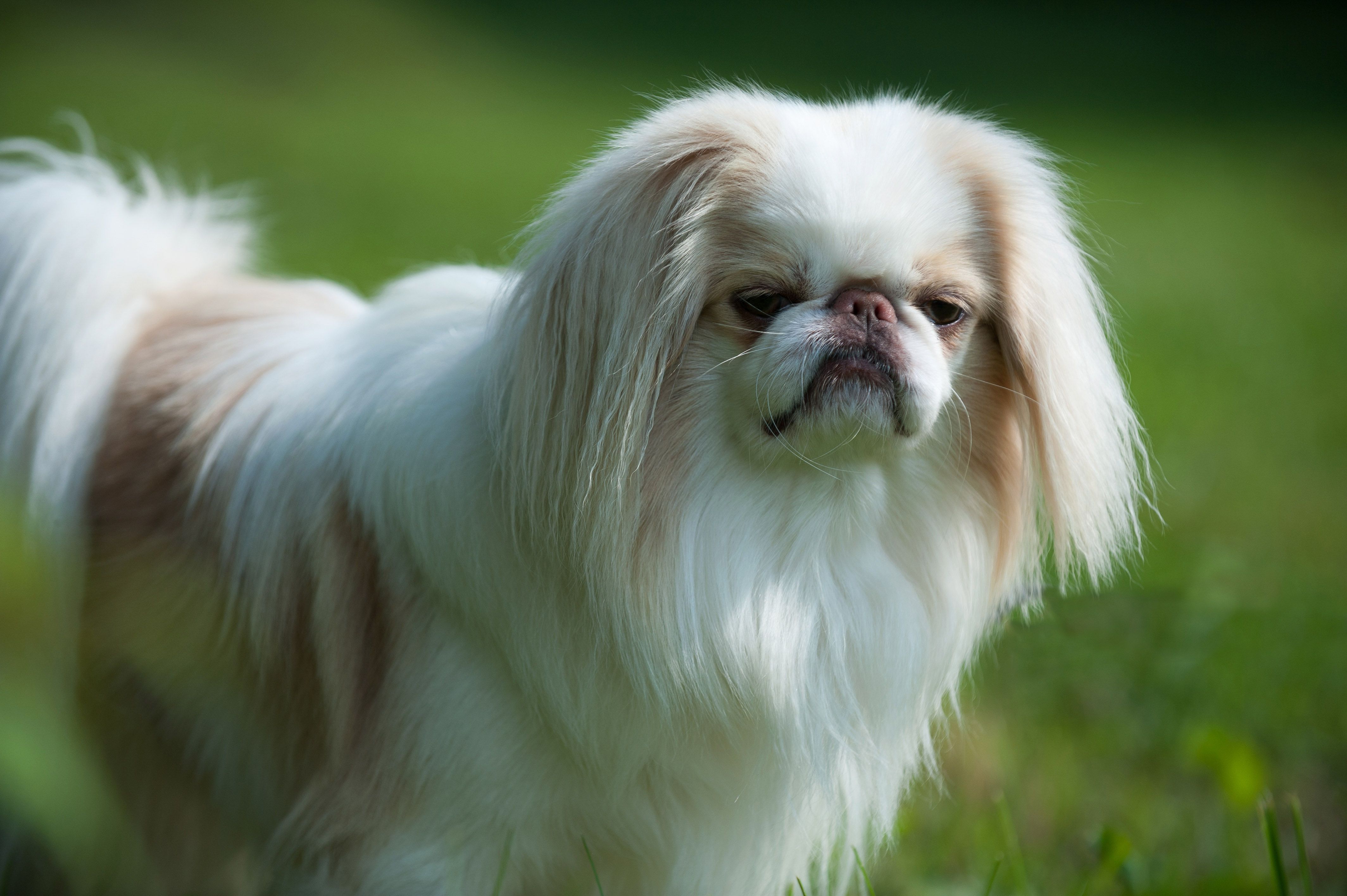 Japanese Chin 3
