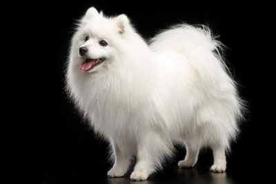 Japanese Spitz 1
