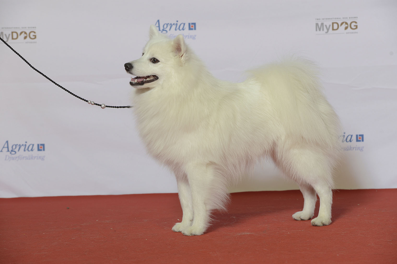 Japanese Spitz 2