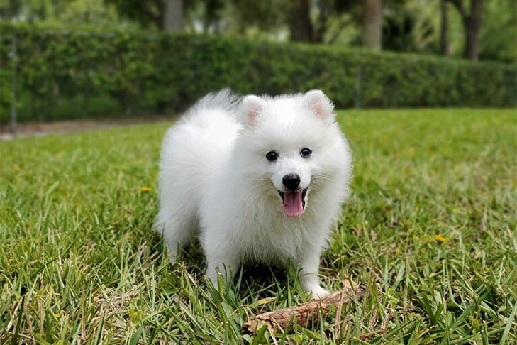 Japanese Spitz 3