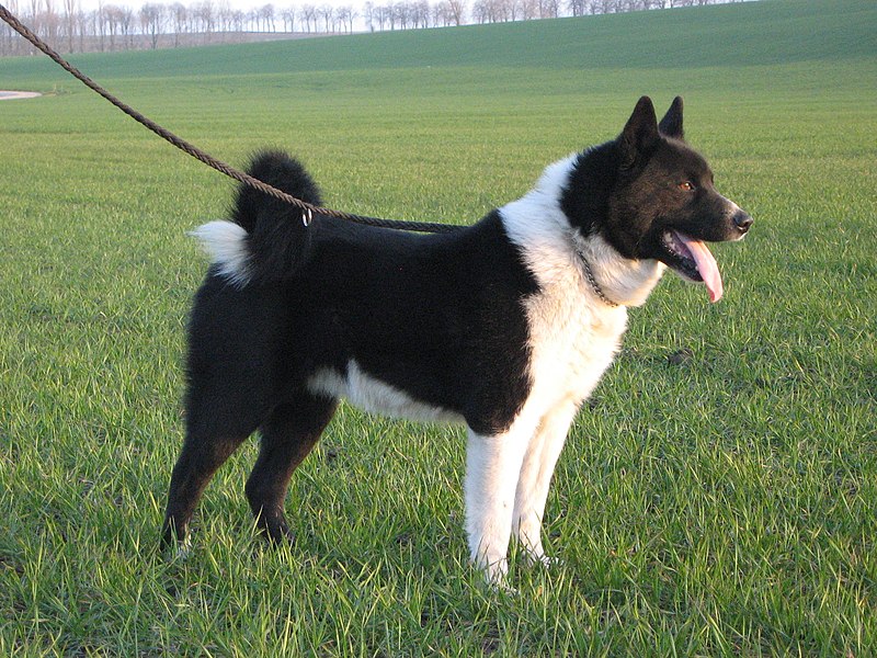 Karelian Bear Dog 1