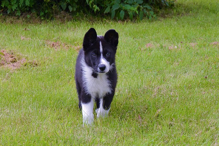Karelian Bear Dog 2