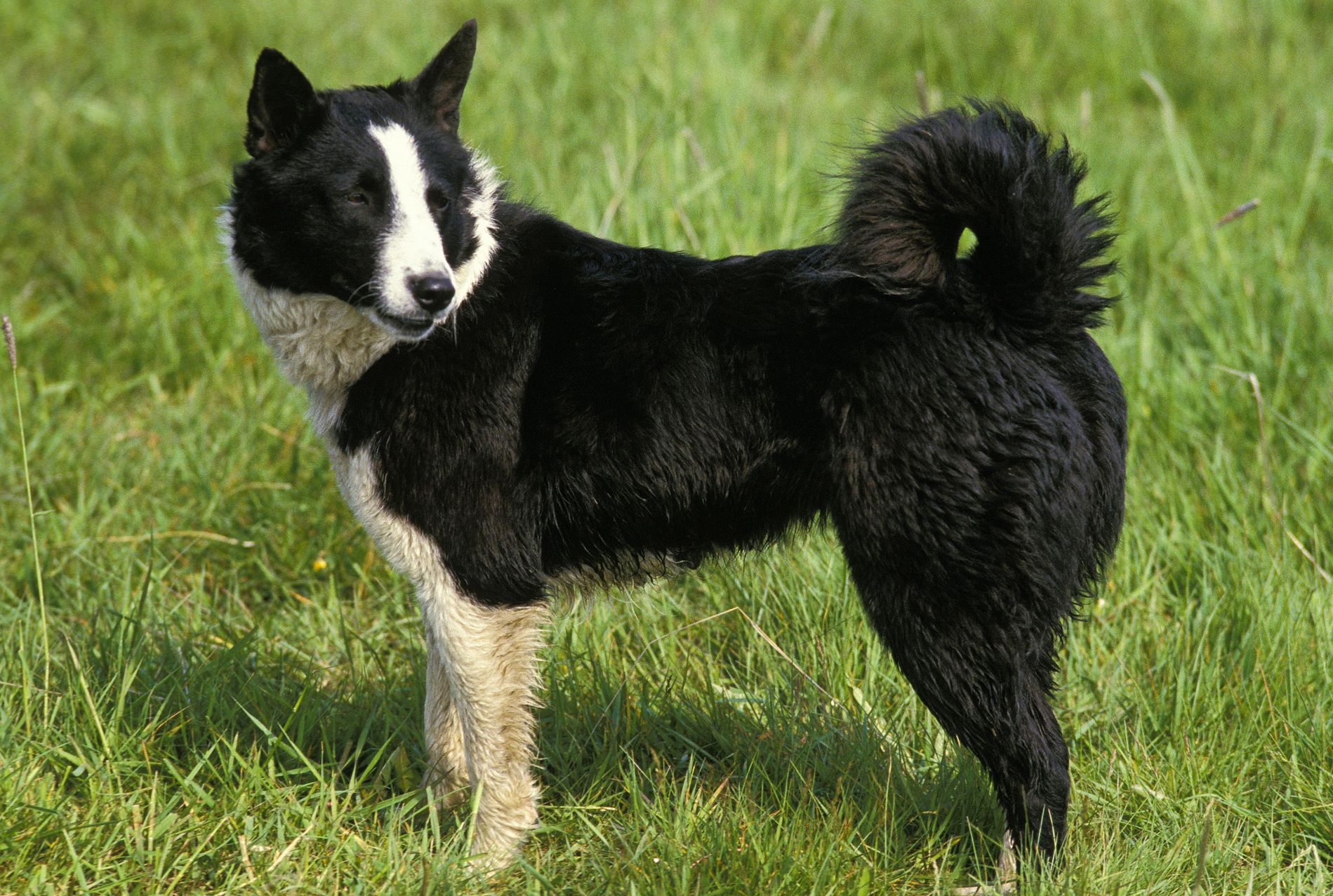 Karelian Bear Dog 3
