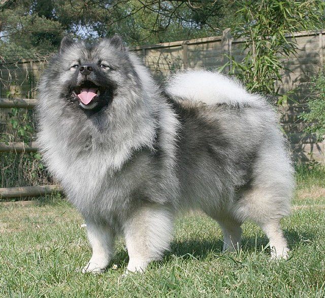 Keeshond 1