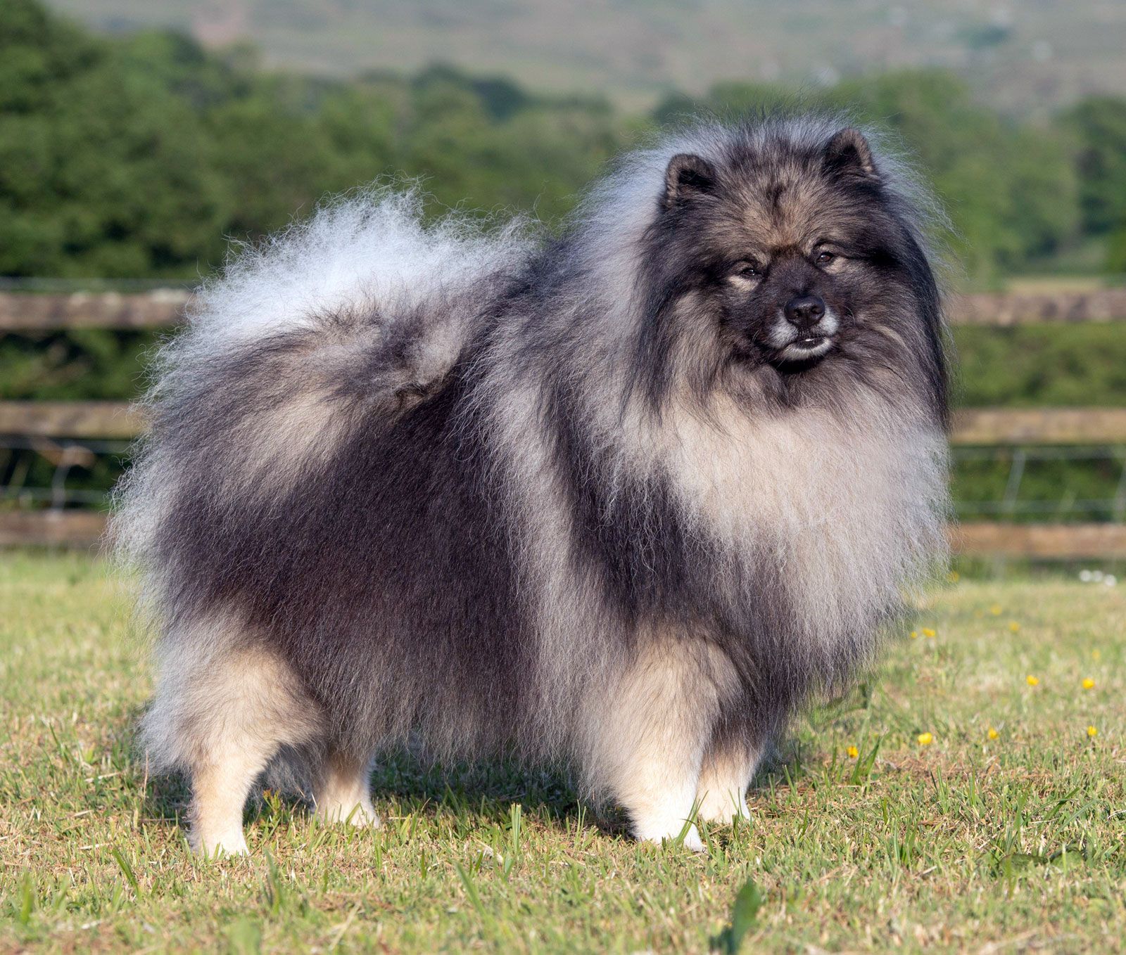 Keeshond 2